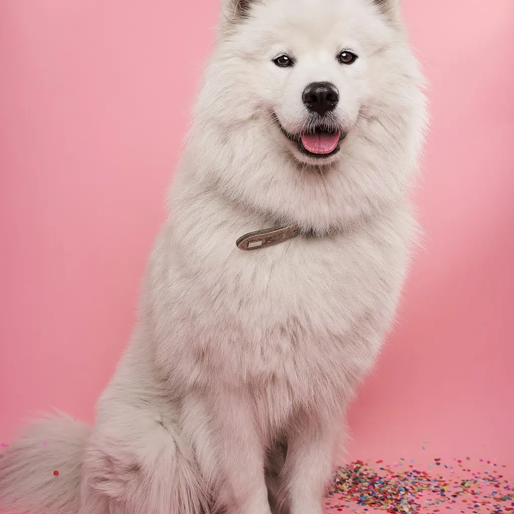 A freshly groomed white Samoyed sitting on a pink background scattered with confetti.